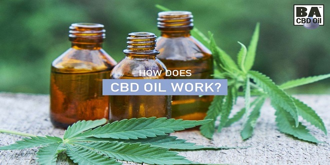 How CBD Works in The Body