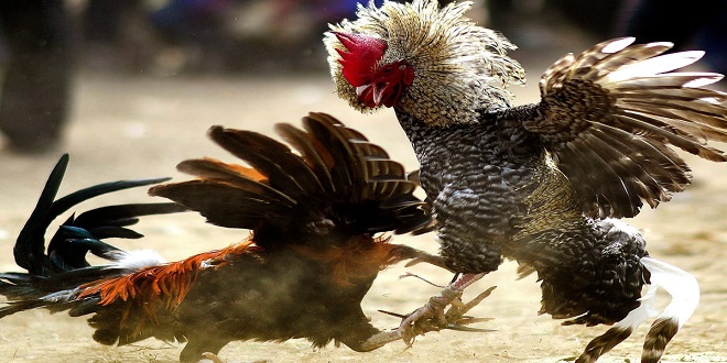 Cockfighting Bets On s888 live